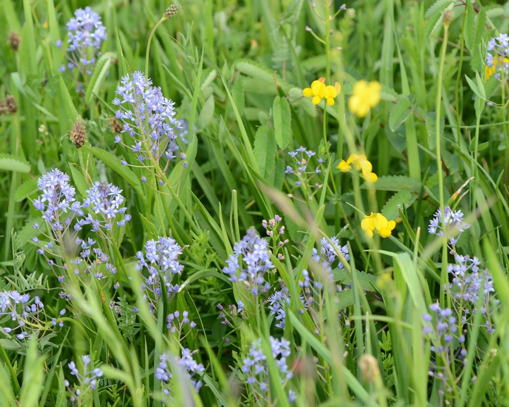 PP 6 Travniska m cebulica  Slavko Polak min