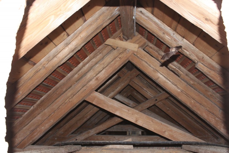 2020 09 09 Netopir na podstresju splet