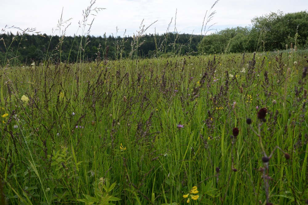 NOVA 1.4 Modro stozkovje Planinsko Slavko Polak min NOVA 1.4 Modro stozkovje Planinsko Slavko Polak min