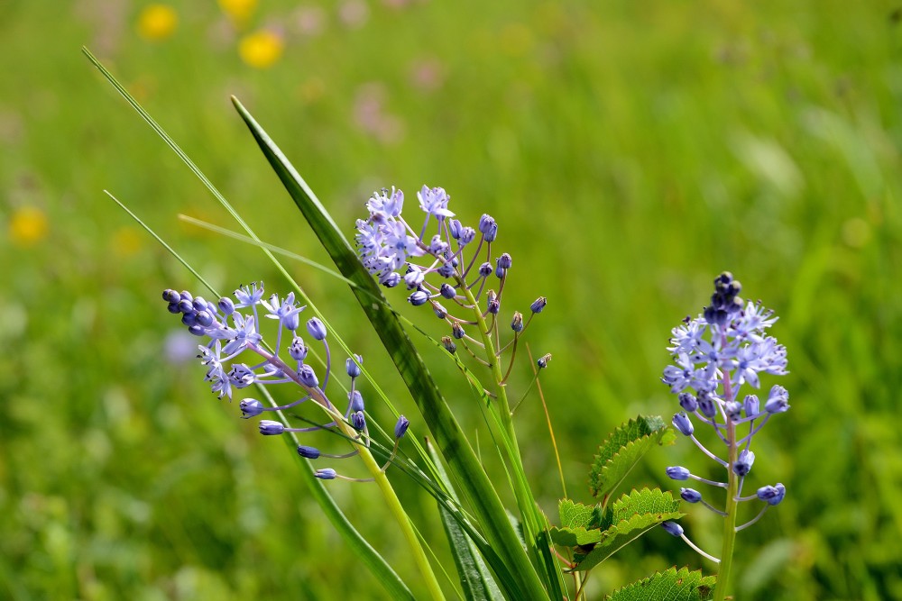 PP 2 3.1.2 Travniska m cebulica tri  Slavko Polak min