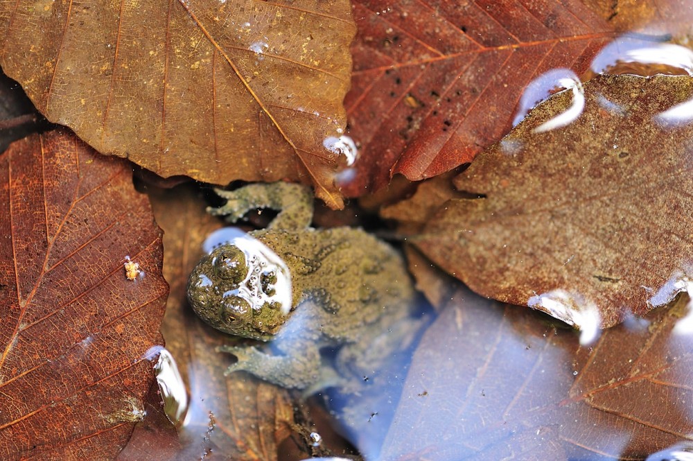 NOVA 1.8 Bombina variegata Jost Stergarsek min NOVA 1.8 Bombina variegata Jost Stergarsek min