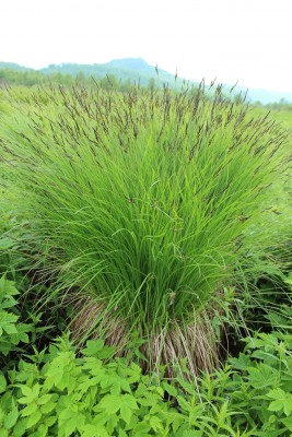 9 Menih togega sasa Nina Doles 6