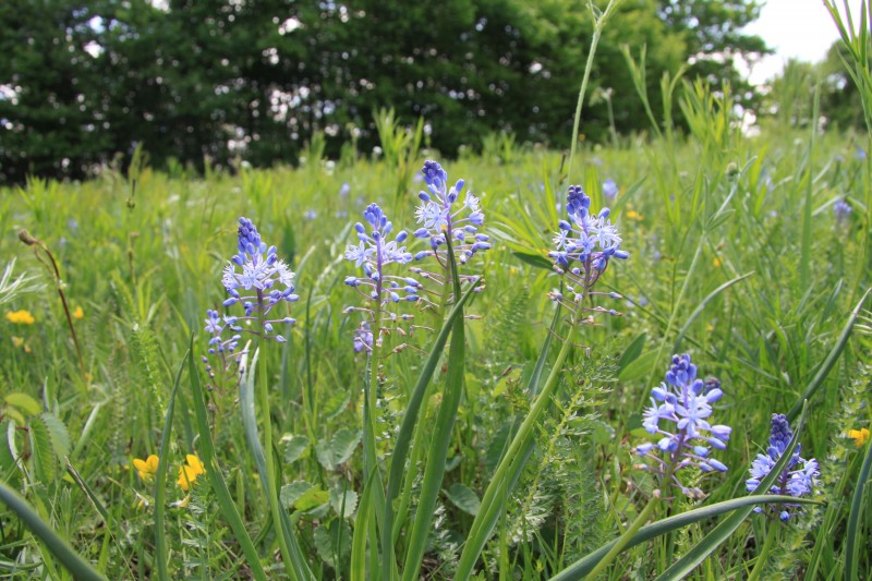 Travniska morska cebulica 3 Bojana Fajdiga splet