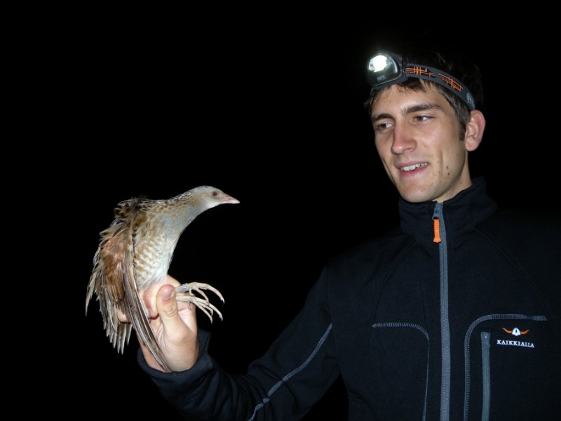 Crex crex obrockanje Doman Stanic