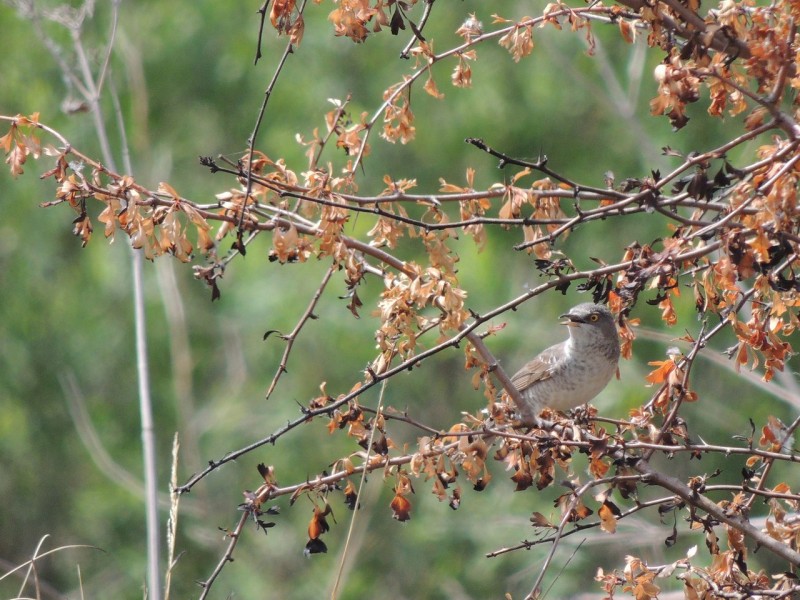 2020 04 29 Se o pisani penici Pisana penica WikiMedia Sylvia nisoria