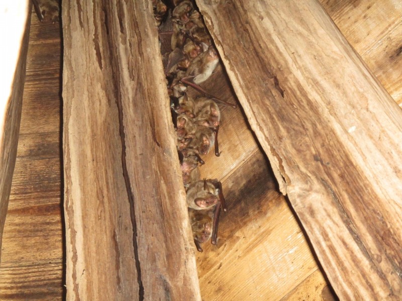 0 Navadni netopir Foto Primoz Presetnik mala