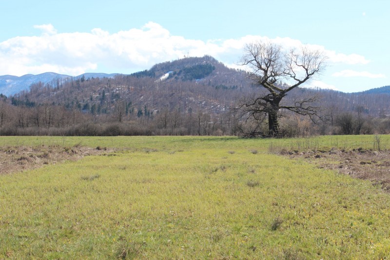 Planinsko polje Hrast Nina Doles splet