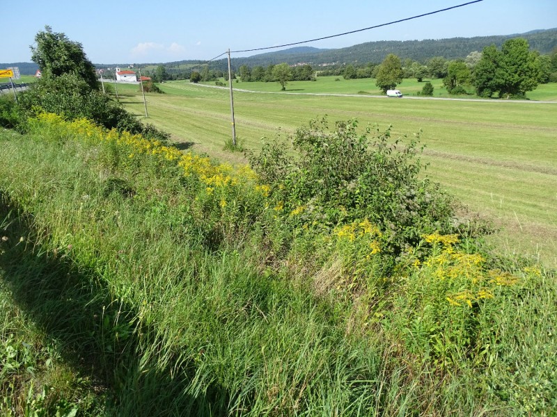 2023 12 30 Invazivke na PP Kanadska zlata rozga J.Laganis mala