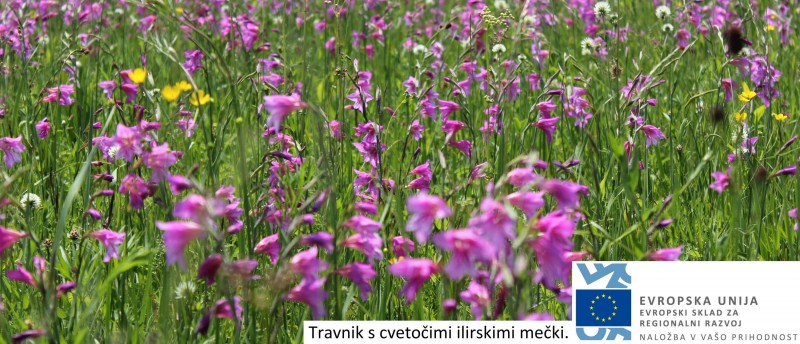 2021 07 16 Skrbnik ilirski mecki Nina Doles splet