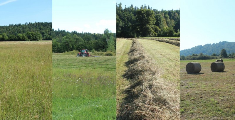 2019 8 30 Kosnja obcinskih parcel Postojna Kosnja mala