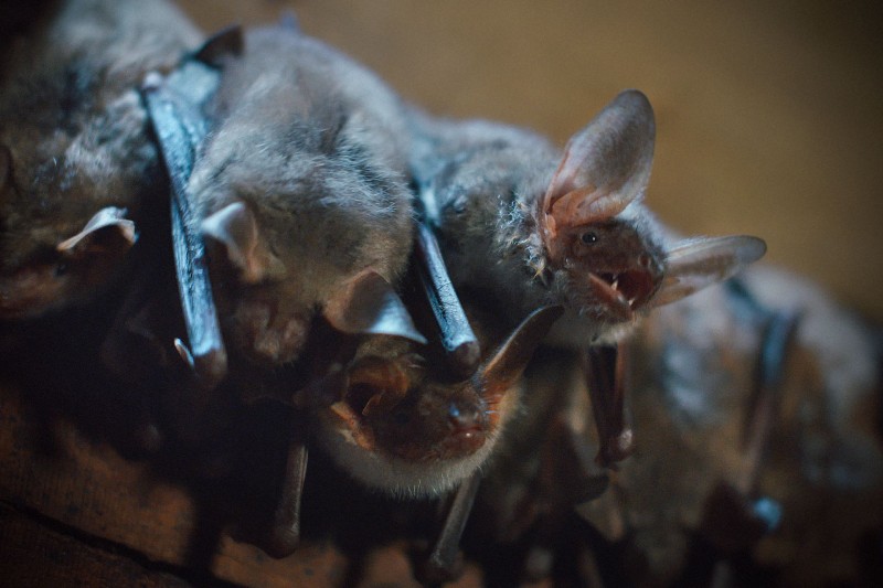 2020 04 20 Netopirji in Koronavirus Foto Navadni netopir Matej Vranic spletka