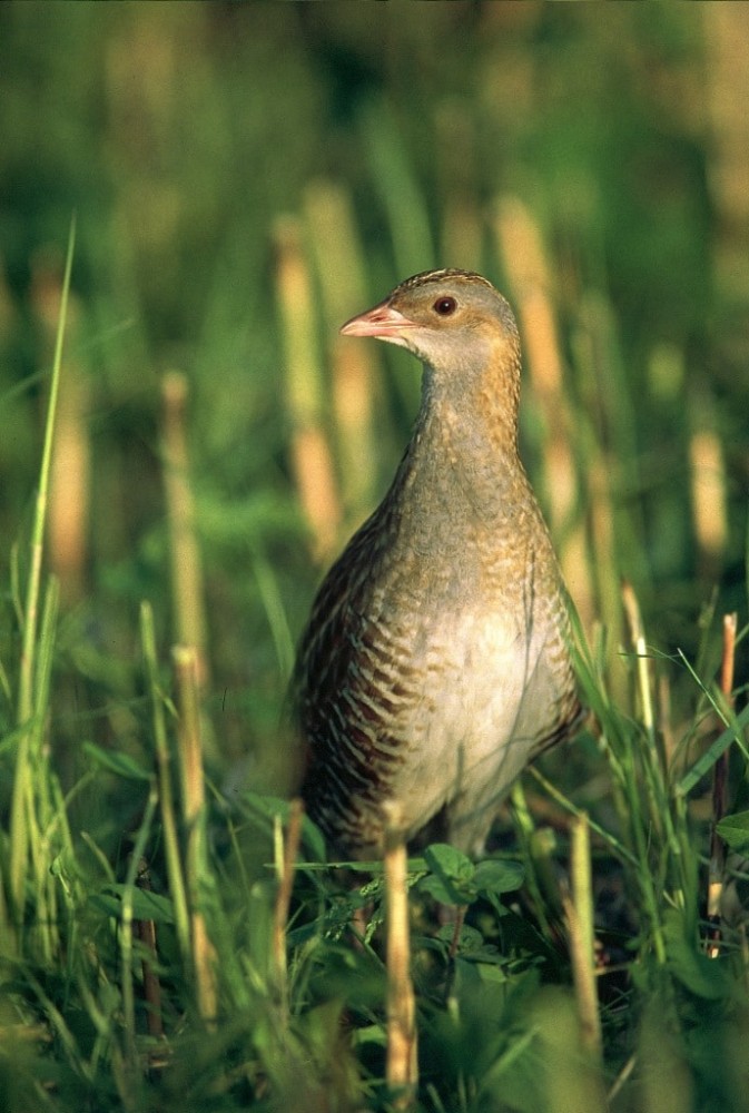 NOVA 1.5.1 KOSEC arhiv DOPPS min NOVA 1.5.1 KOSEC arhiv DOPPS min