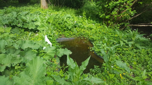 Eden od bazenov zarasceno 2020 05 22 Eden od bazenov zarasceno 2020 05 22