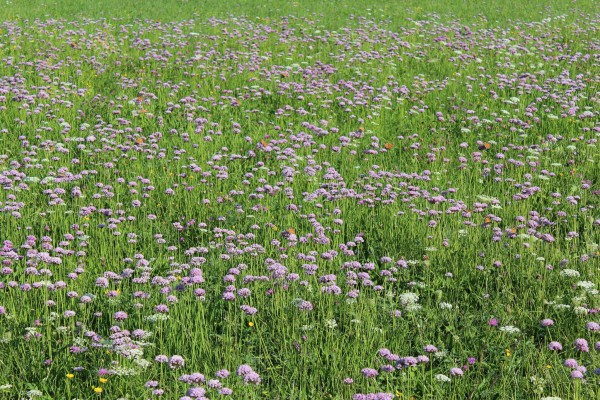 7 Travnik z robatim lukom Nina Doles 6