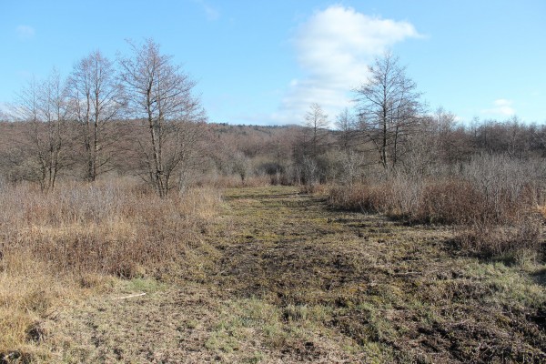 14 Odstranjevanje zarasti Nina Doles 6