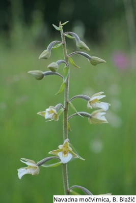 Mocvirnica Mocvirnica