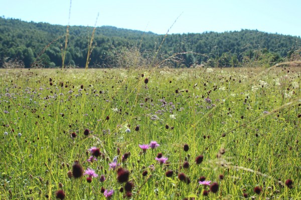 5 Pester travnik Planinskega polja 6