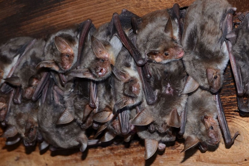 PP 7 2.2.2 Navadni netopirji SimonZidar min PP 7 2.2.2 Navadni netopirji SimonZidar min