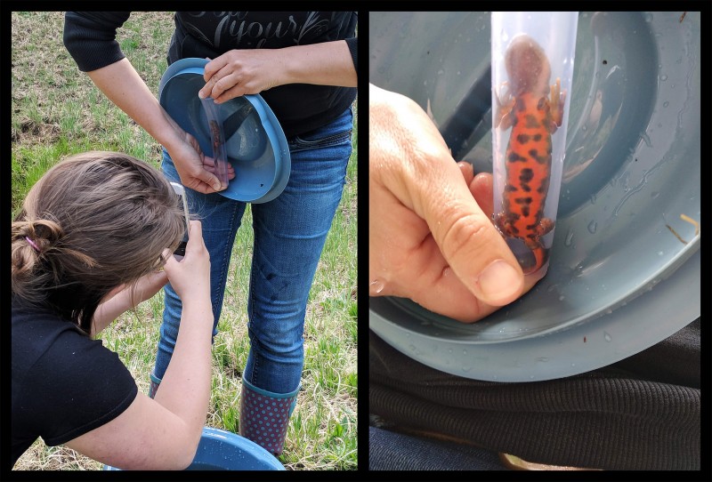 2019 5 06 Pupkov polno prgisce