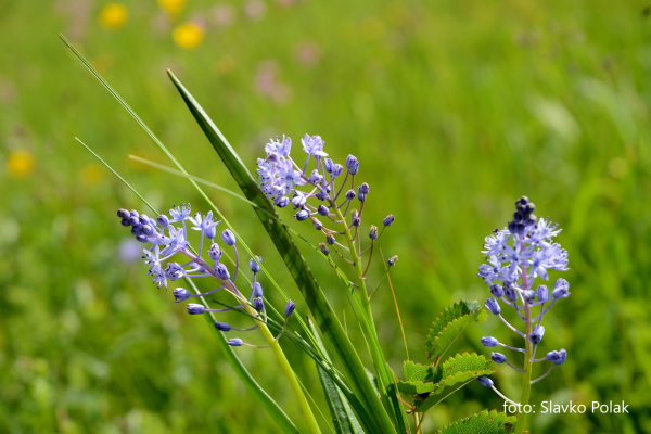 3.2.1 Travniska m cebulica tri Slavko Polak podpisana 3.2.1 Travniska m cebulica tri Slavko Polak podpisana