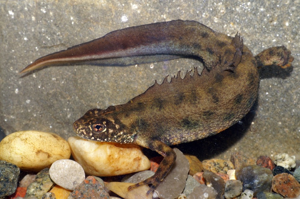 NOVA 2.1 Veliki pupek 1 Marta Jakopic min NOVA 2.1 Veliki pupek 1 Marta Jakopic min