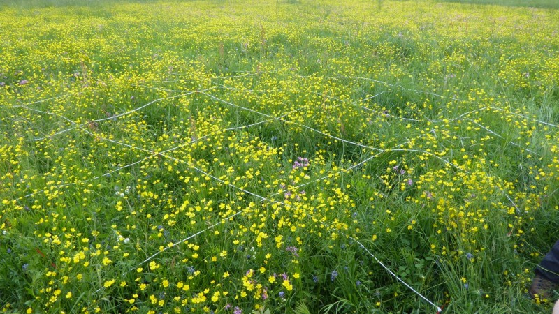 t m cebulica vzorcenje mreza Jana Laganis spletka