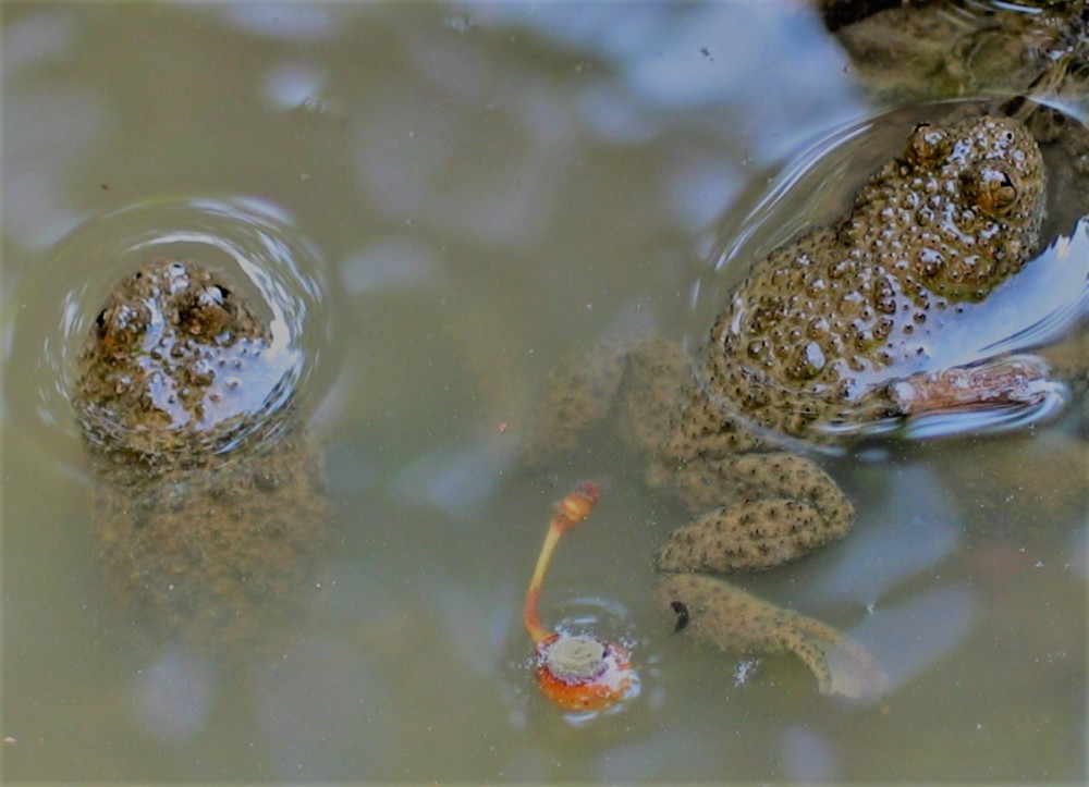 NOVA 2.2 Hribski urh Branka Trcak NOVA 2.2 Hribski urh Branka Trcak