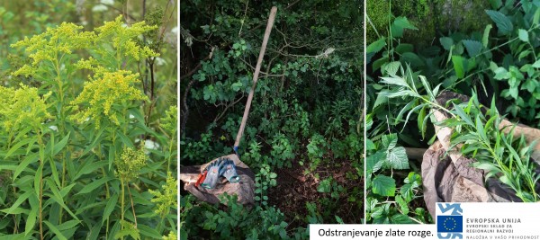 2021 07 16 Skrbnik Invazivke odstranjevanje Nina Doles splet 2021 07 16 Skrbnik Invazivke odstranjevanje Nina Doles splet