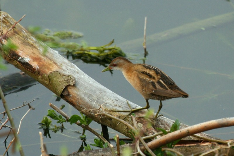 Mala tukalica Porzana parva vir commons.wikimedia.org