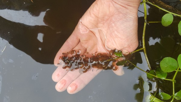 Urhov mrest Cvinger 22 5 2020 Barbara Urhov mrest Cvinger 22 5 2020 Barbara