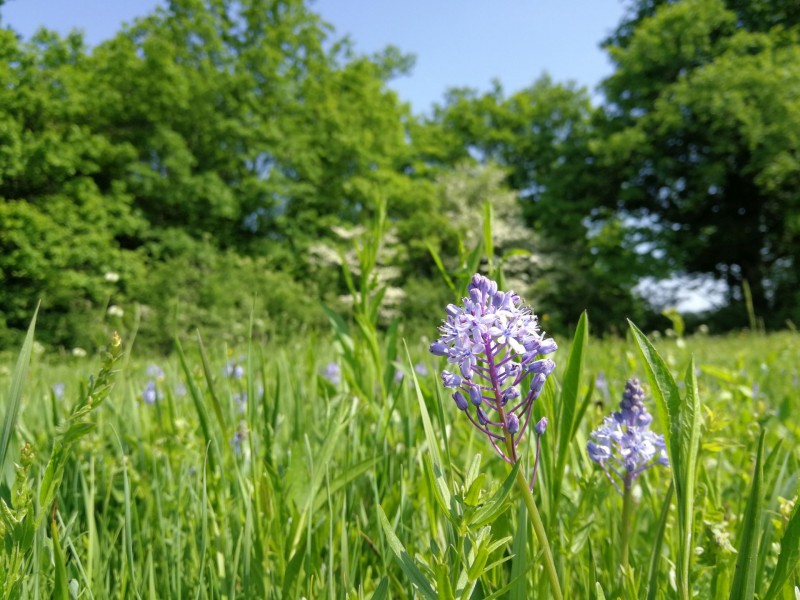 0 Travniska morska cebulica Foto Blaz Blazic mala