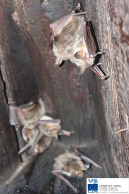 Foto3 Navadni netopirji spletka Foto3 Navadni netopirji spletka