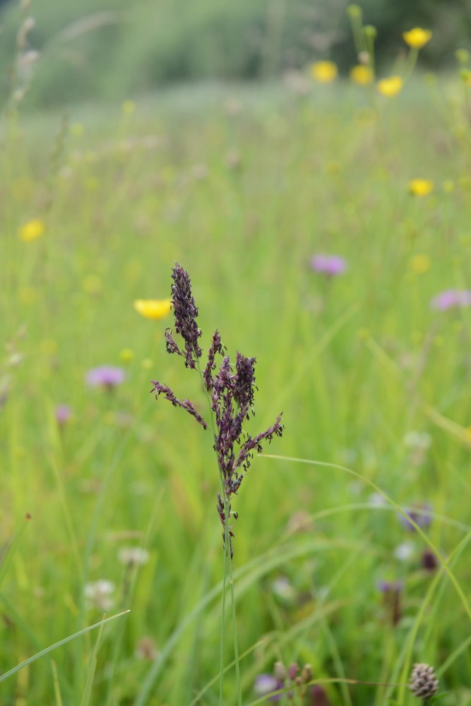 PP 4 3.1.3 Modra stozka Planisnko polje Slavko Polak min