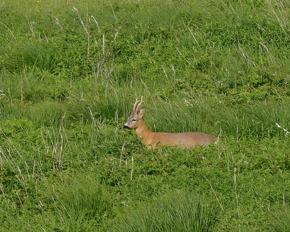 NOVA 1.3 Visoko steblikovje srnjak PP Slavko Polak min