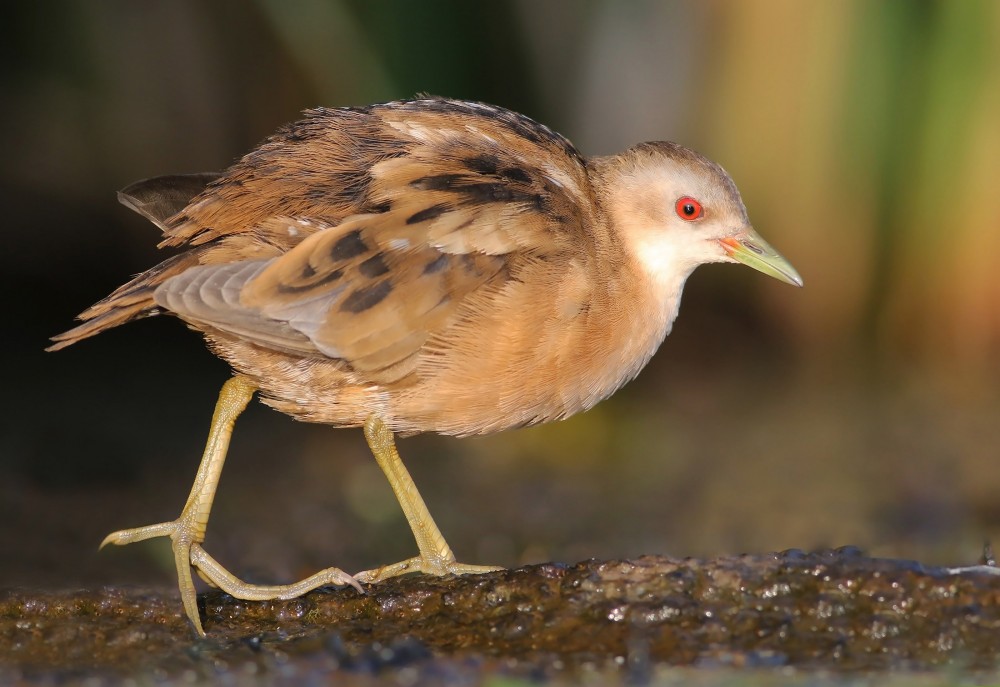 NOVA 2 v2.5 Mala tukalica Jure Novak min NOVA 2 v2.5 Mala tukalica Jure Novak min