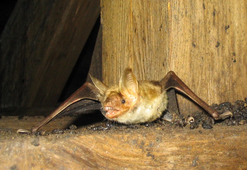 Navadni netopir Myotis myotis Primoz Presetnik