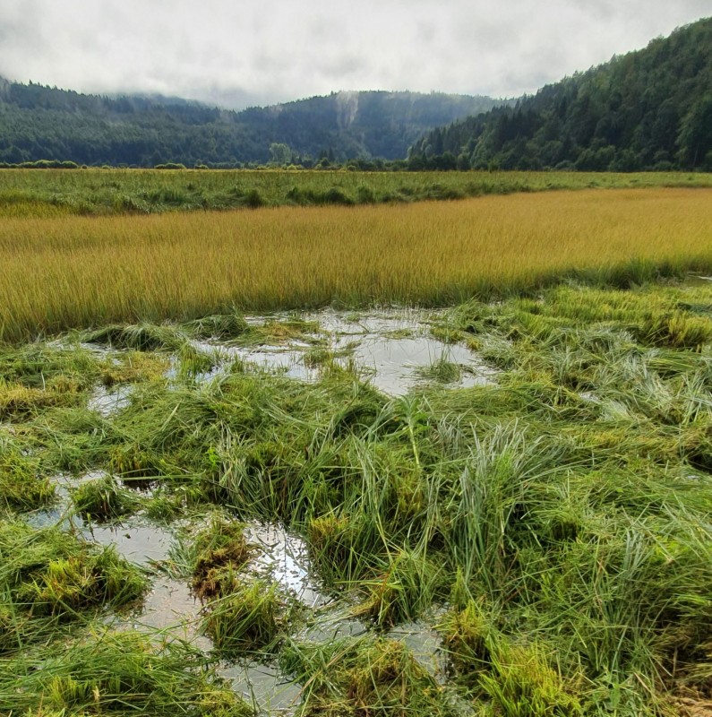 2020 08 11 Plavamo Obnova HT kosec Gorenje Jezero Izak H. Meden splet