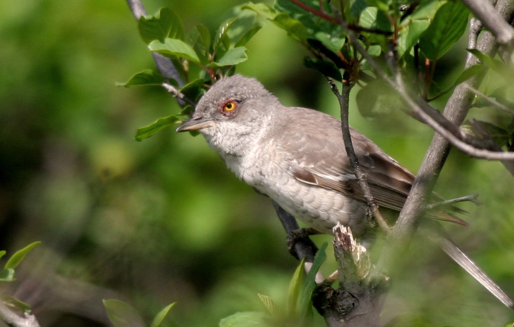 NOVA 1.6 Pisana penica Borut Rubinic min NOVA 1.6 Pisana penica Borut Rubinic min