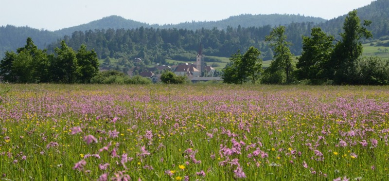Planisnko polje cerkev+travnik Foto Slavko Polak izrez
