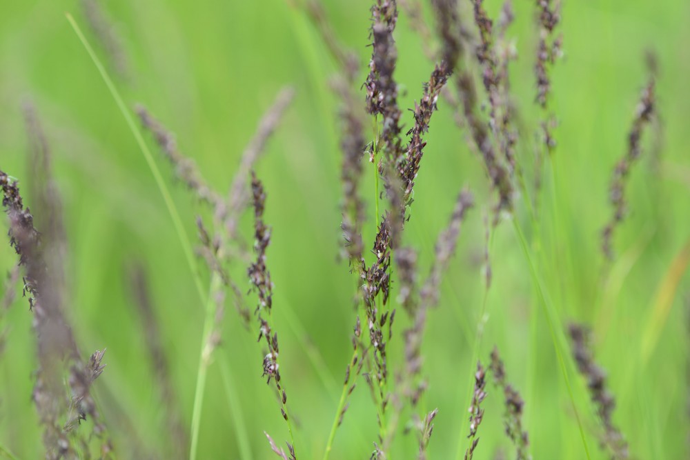 NOVA 2.12 Modra stozka Planisnko polje Slavko Polak min