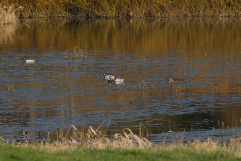 2018 3 31 Race reglje selitev Foto Slavko Polak
