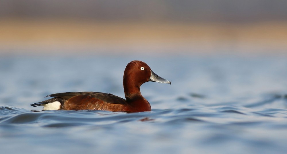 NOVA 2.6 Kostanjevka Jure Novak min NOVA 2.6 Kostanjevka Jure Novak min