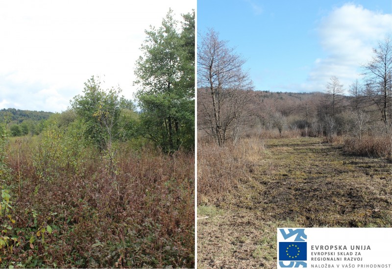 Odstranjevanje zarasti