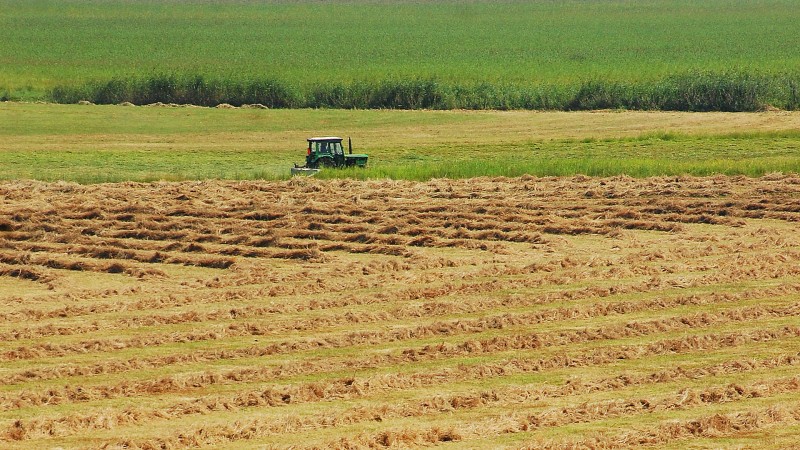 Foto Jost Stergarsek kosnja 1920