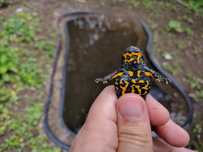 Urh trebuh+bazencek Martina Luznik