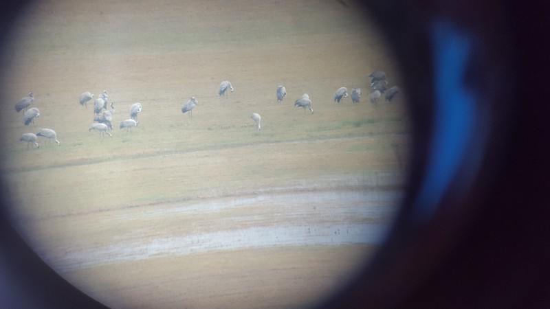 Zerjavi Cerknisko jezero 7.11.2018 Skozi spektiv Barbara B Skaberne