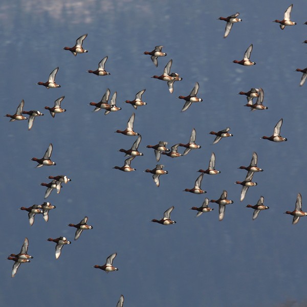 kostanjevke Tine Schein